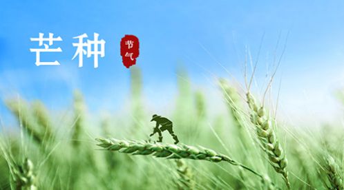 芒種 | 風(fēng)吹麥成浪，蟬鳴夏始忙【杭州易造】