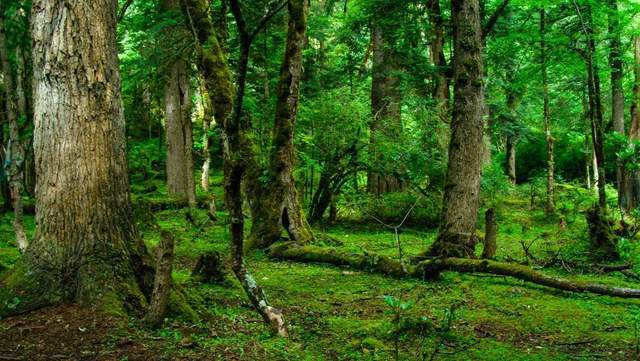 植樹節(jié)-春風(fēng)十里，正“植”有你【杭州易造】