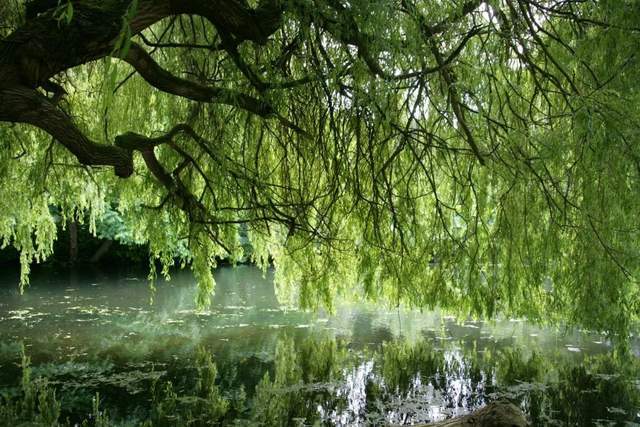 植樹節(jié)-春風(fēng)十里，正“植”有你【杭州易造】
