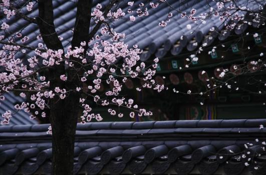 谷雨|雨生百谷,萬象更新