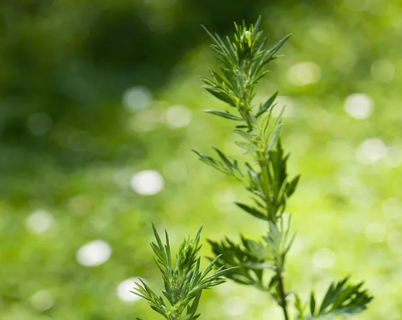 驚蟄-叫醒甜睡的春-易造防雷